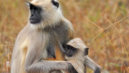 Hayvanlara Merhamet: İslam’ın Evrensel Bir Değeri