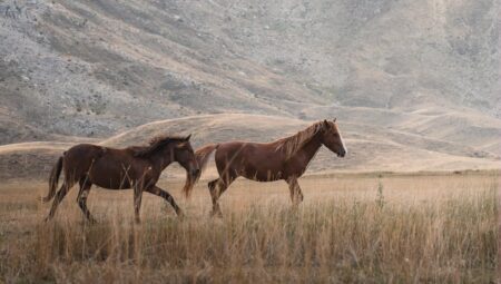 Umre Rehberi: İhramdan Tıraşa Adım Adım Kılavuz